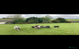 Goats livestock for sale: Nanny pygmy goats - Advert 6