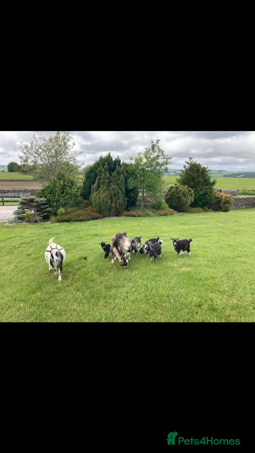 Goats livestock for sale: Nanny pygmy goats - Advert 6