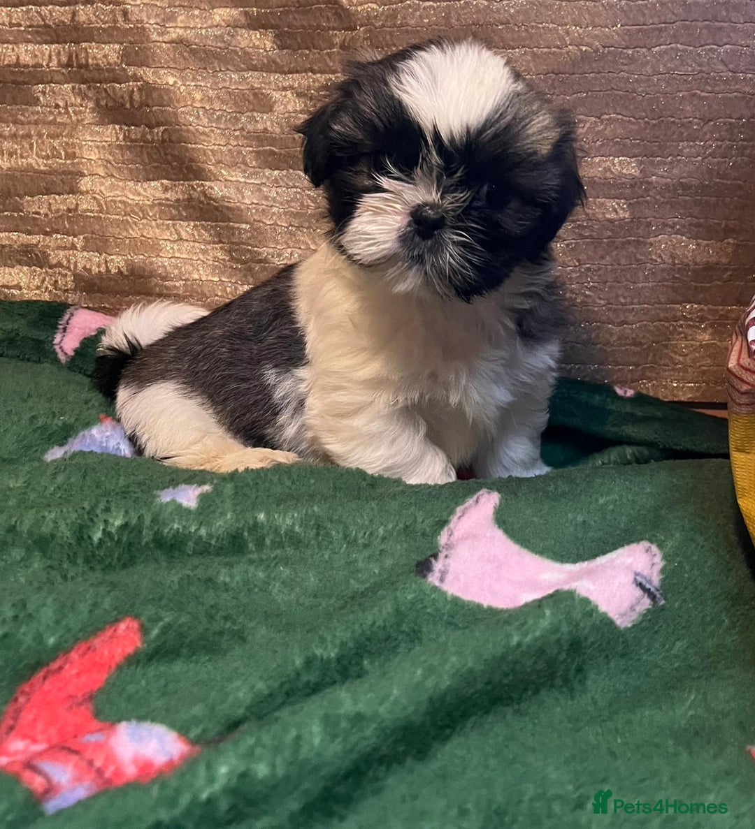 Shih Tzu dogs for sale: Shih Tzu puppy's - Advert 17