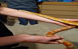Corn Snake reptiles for sale: 6 yr old corn snake & 4ft Vivarium & accessories  - Advert 6
