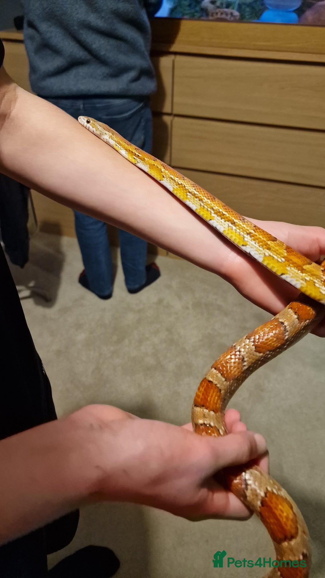 Corn Snake reptiles for sale: 6 yr old corn snake & 4ft Vivarium & accessories  - Advert 6