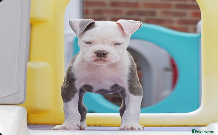 Old Tyme Bulldog dogs - Advert 1