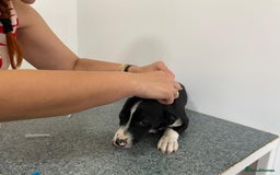 Mixed Breed dogs for adoption: Meet LUNA, a Lovely Puppy Girl - for a Loving Home - Image 24