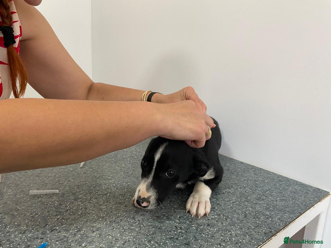Mixed Breed dogs for adoption: Meet LUNA, a Lovely Puppy Girl - for a Loving Home - Image 24