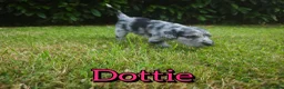 Mixed Breed dogs for sale: Loving Parsons Russell Cross Puppies  - Advert 21