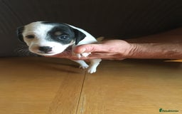 Parson Russell dogs for sale: 1st Amazing Litter - Image 5