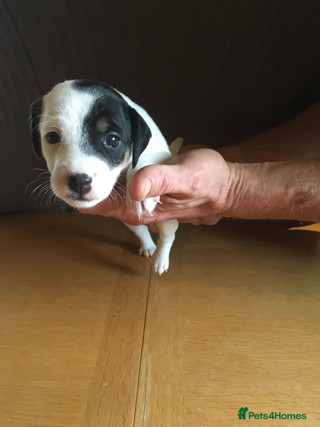 Parson Russell dogs for sale: 1st Amazing Litter - Image 5