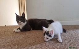 Mixed Breed cats for sale: 4 playful kittens - Image 8