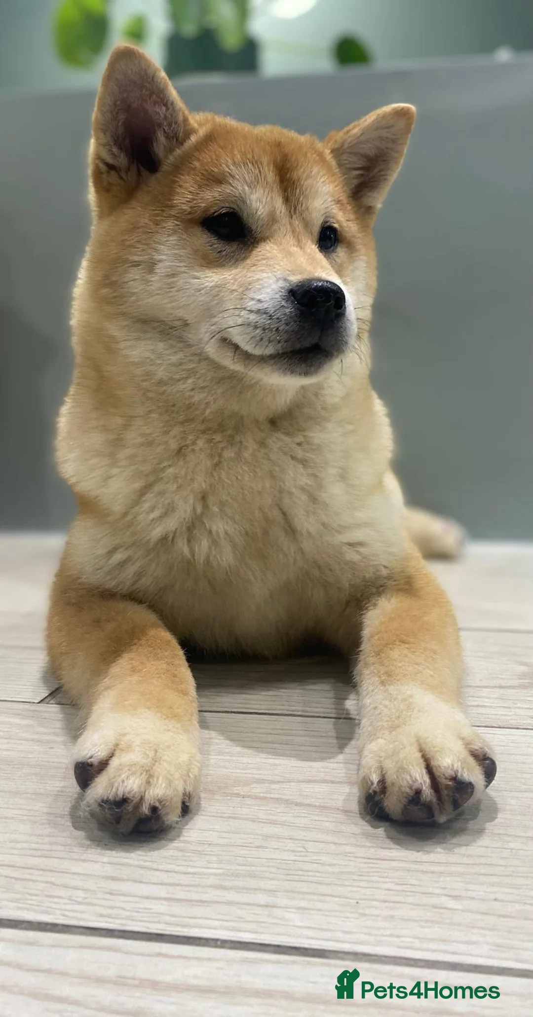 Japanese Shiba Inu dogs for sale: Shiba Inu Puppies for Sale  🐾🐾 - Advert 1