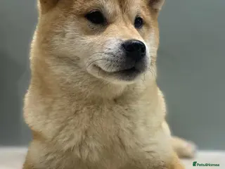 Japanese Shiba Inu dogs Shiba Inu Puppies for Sale 🐾🐾 - Advert 7