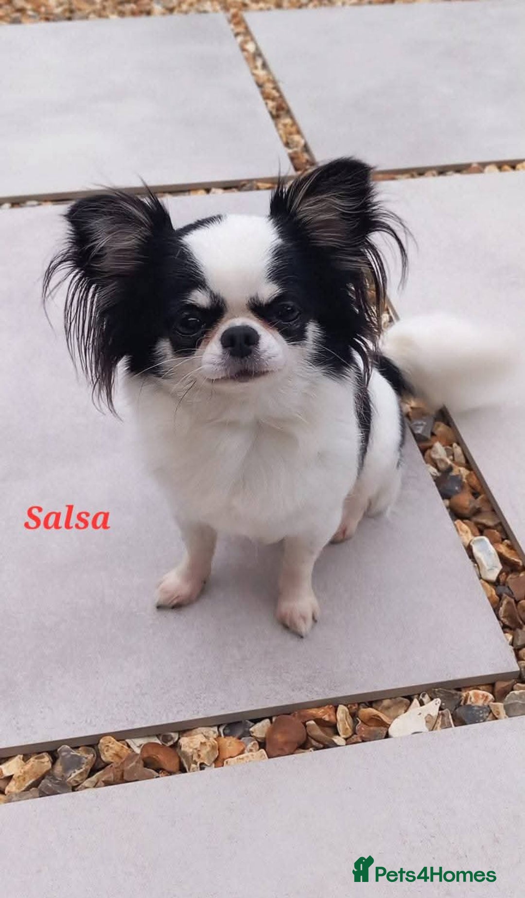 Chihuahua dogs for sale: ❤️‍🔥DNA tested parents❤️‍🔥LC 1Boys KC REG  - Advert 26