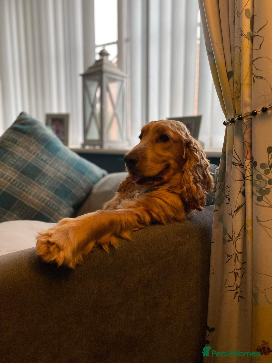 Cocker Spaniel dogs for sale: Waiting list open! KC reg Cocker Spaniel pups - Image 14