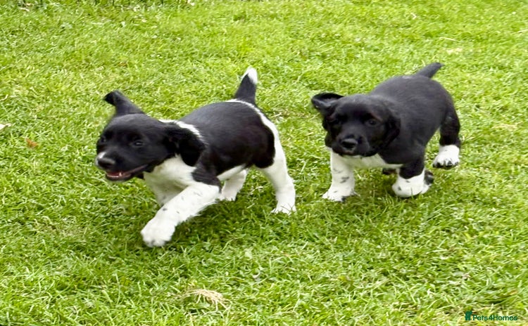 English Springer Spaniel dogs in Leyburn - Advert 4