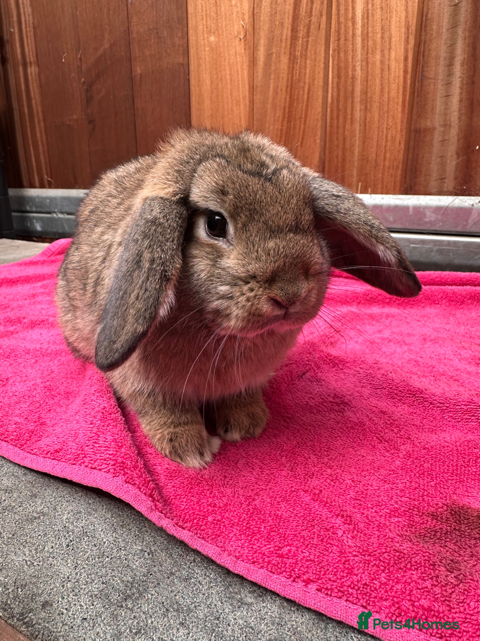 English Lop rabbits Male lops  - Advert 15