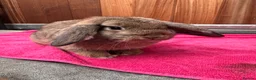 English Lop rabbits for sale: Male lops  - Advert 3
