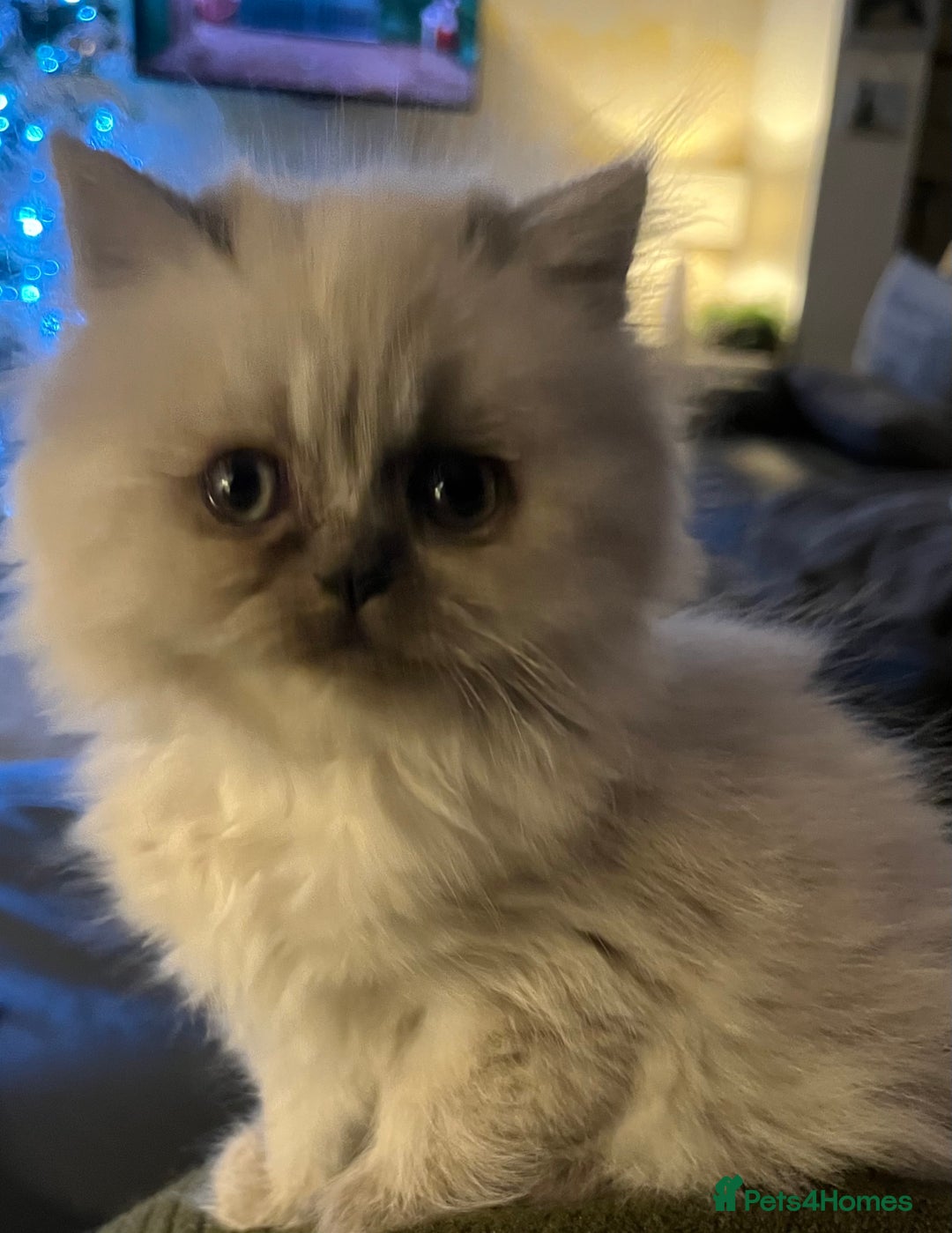 Persian cats for sale: 💕Simply Stunning PKD negative Persian Babies 💕 - Advert 3