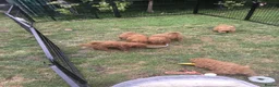 Toy Poodle dogs for sale: Beautiful Red Toy poodle Puppies in Swadlincote - Advert 12