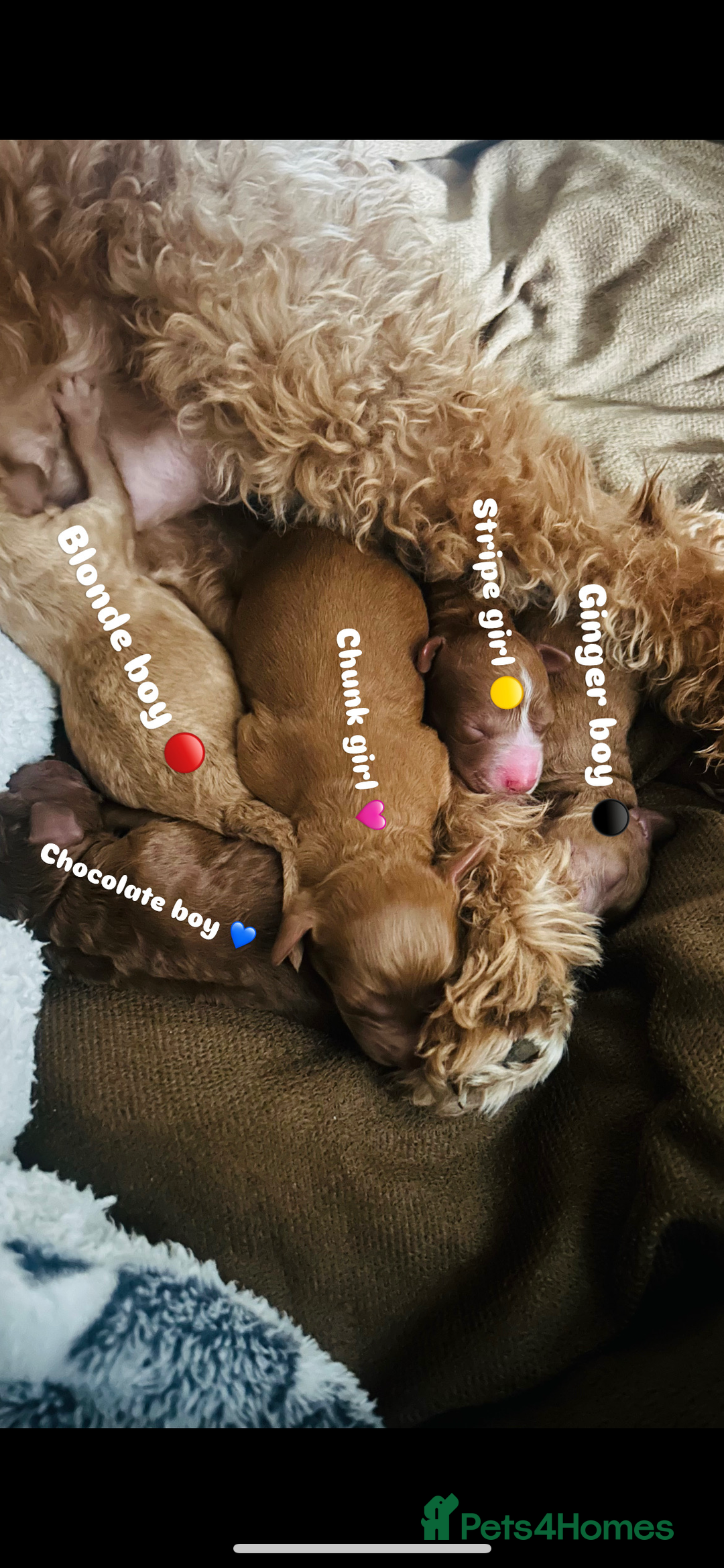 Cockapoo dogs for sale: Beautiful Cockapoo F2 puppies  - Image 2