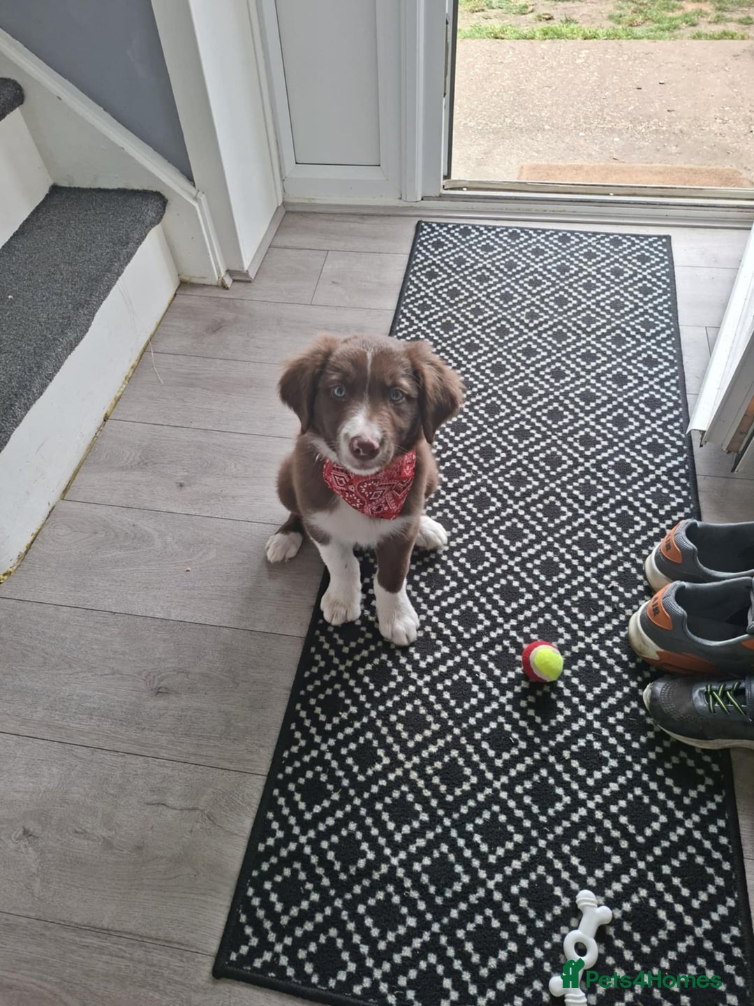 Border Collie dogs for sale: Border collie - Image 2