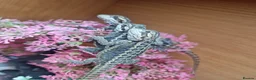 Bearded Dragon reptiles for sale: Baby Bearded Dagons - Advert 6