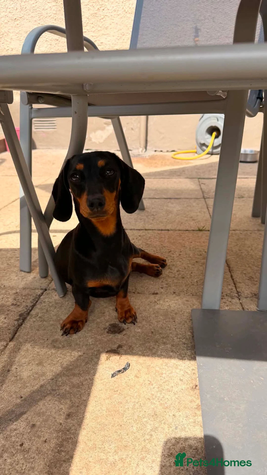 Miniature Dachshund dogs for sale: Older puppy  in Aberdeen - Advert 2