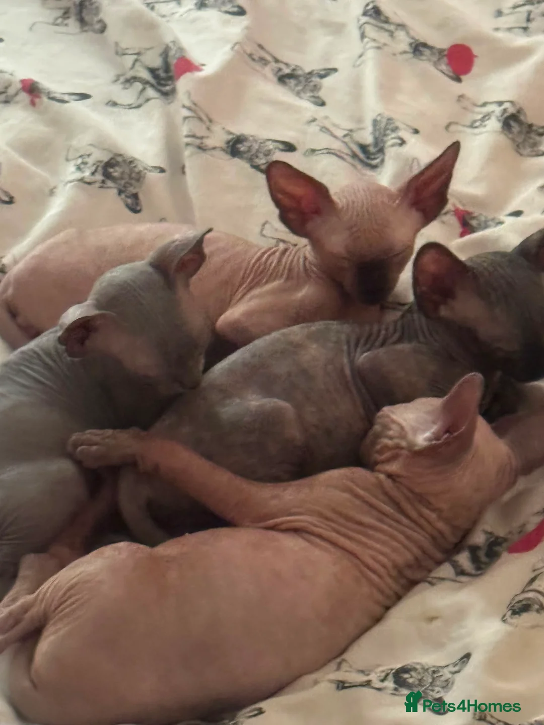 Sphynx cats for sale: Canadian sphynx kittens looking for home - Advert 2
