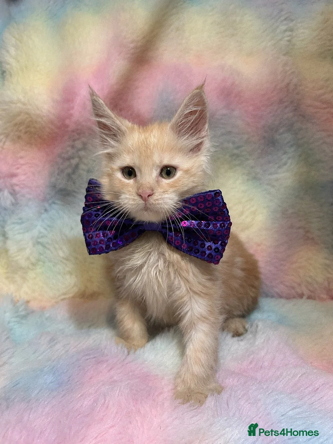 Maine Coon cats for sale: CHAMPION LINES TICA ACTIVE MAINE COONS  - Advert 16