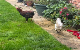 Chickens poultry for sale: Healthy Young Cockerel - Advert 2