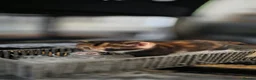 Mixed Breed cats for sale: Kittens  - Advert 8