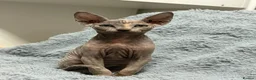 Sphynx cats for sale: 😍Two Beautiful Sphynx Girls😍 - Advert 13
