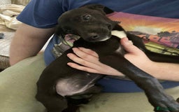 Mixed Breed dogs for sale: Gorgeous mixed breed puppies  - Image 1