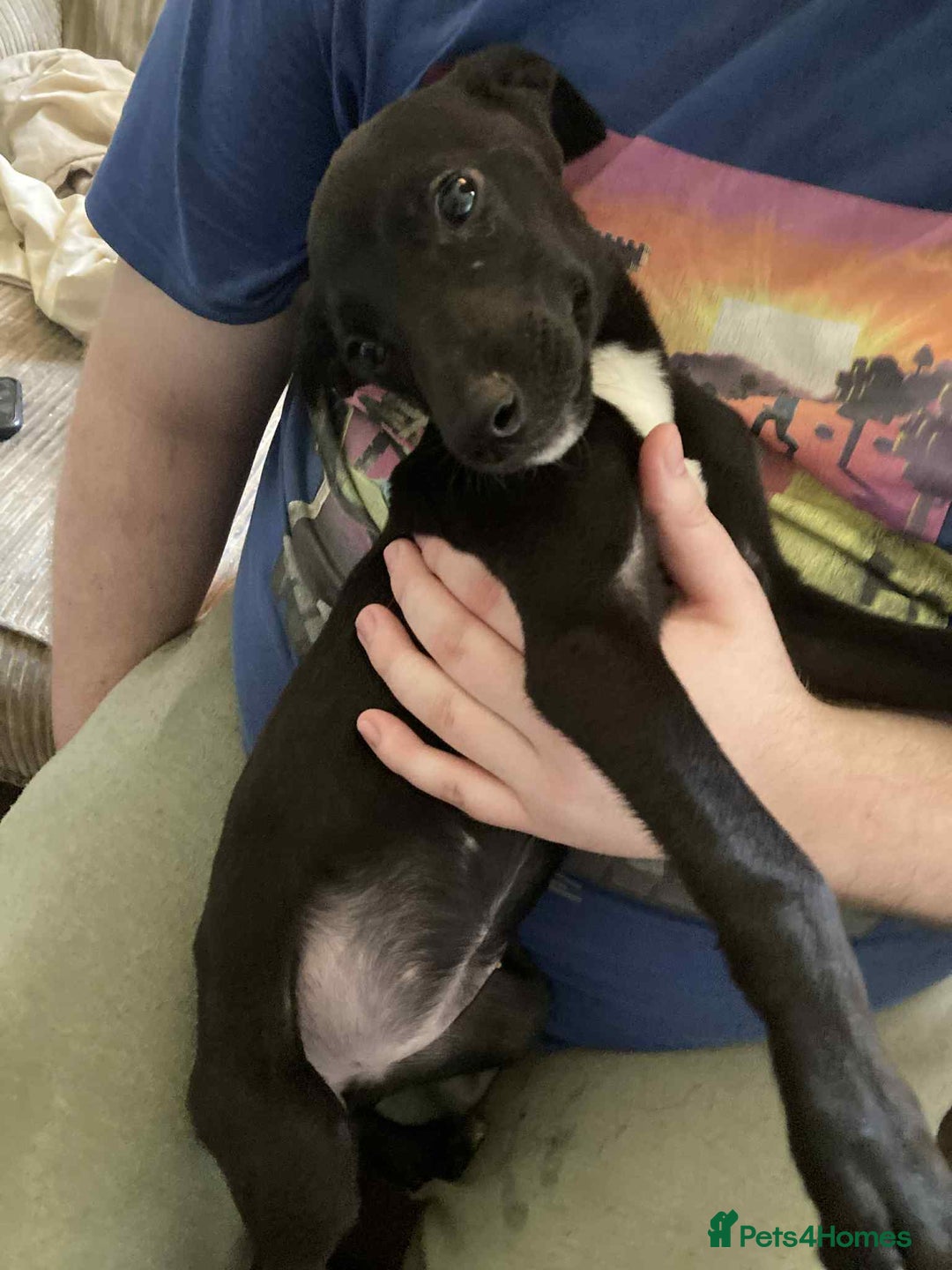 Mixed Breed dogs for sale: Gorgeous mixed breed puppies  - Image 1