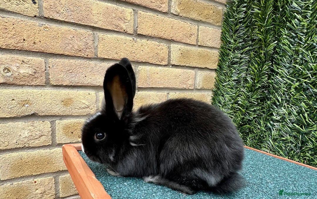 Mini Lion Lop rabbits for sale: Adorable Mini Lion Lops - Image 22
