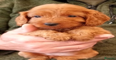Cockapoo dogs - Advert 6