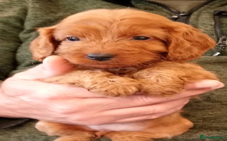 Cockapoo dogs - Advert 1