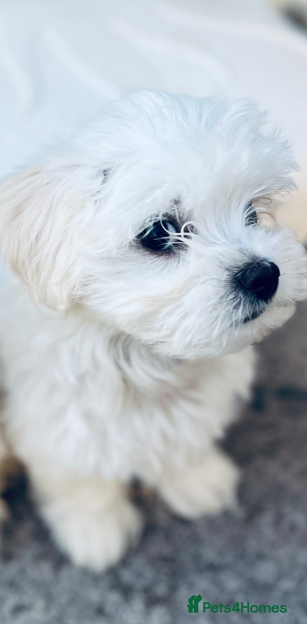 Maltese dogs Beautiful Maltese Boys. Ready for collection  - Advert 1