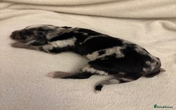Cocker Spaniel dogs for sale: Cocker Spaniel Pups Seeking Forever Homes!💖 - Image 19