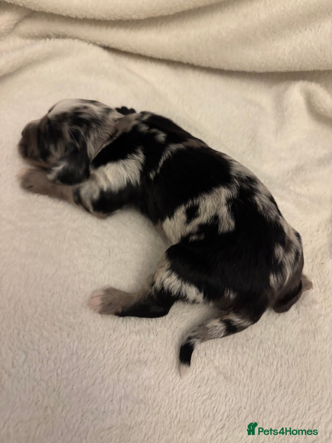Cocker Spaniel dogs for sale: Cocker Spaniel Pups Seeking Forever Homes!💖 - Image 19