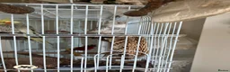 Cockatiels birds for sale: Cockatiels  - Advert 5