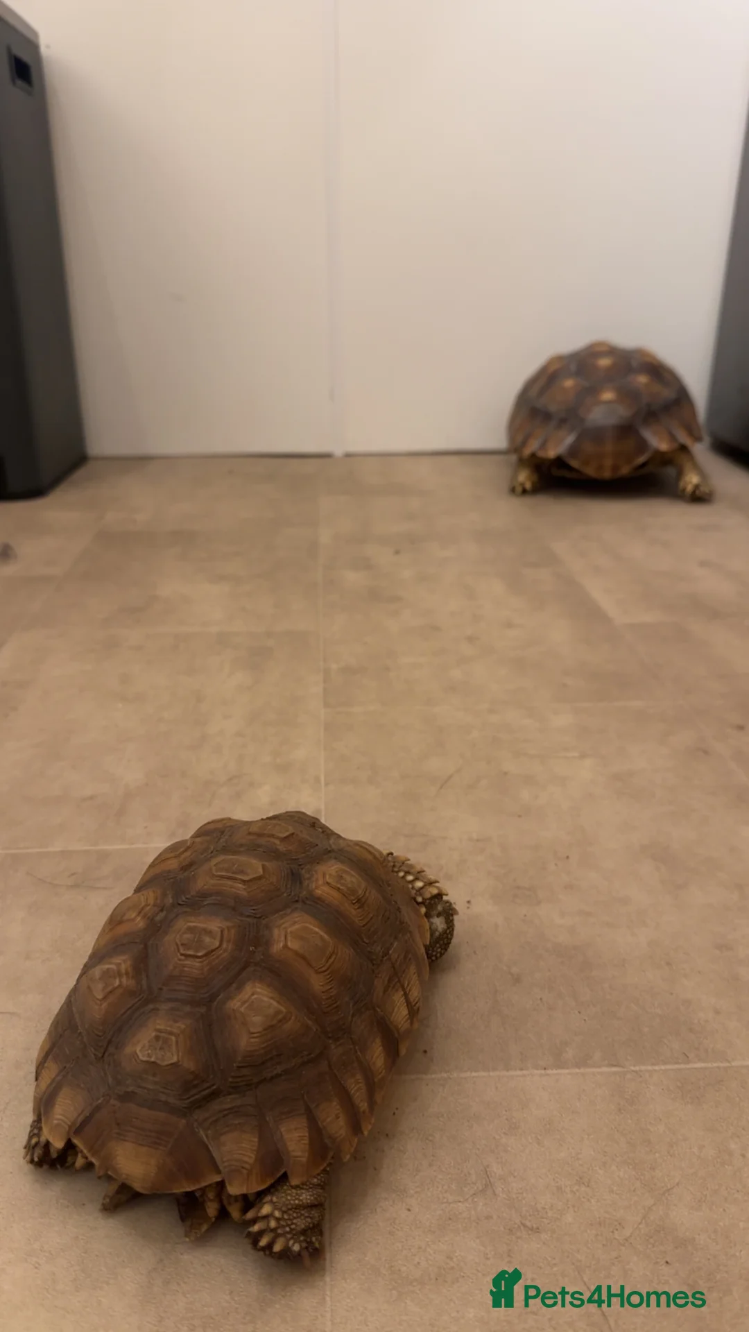 Mixed Breed reptiles for sale: 2x sulcata 1x snapping turtle  - Advert 1