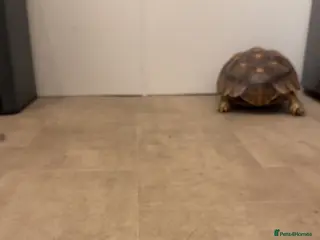 Mixed Breed reptiles 2x sulcata 1x snapping turtle - Advert 2