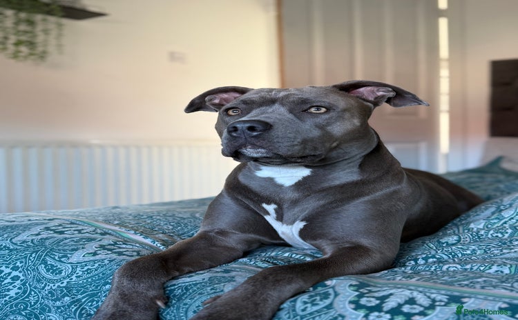 Staffordshire Bull Terrier dogs - Advert 3