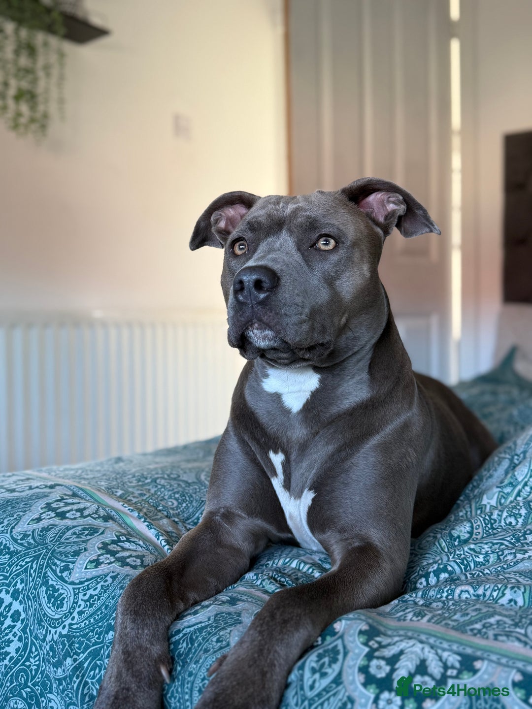Staffordshire Bull Terrier dogs for sale: Staffordshire bull terrier  - Image 1