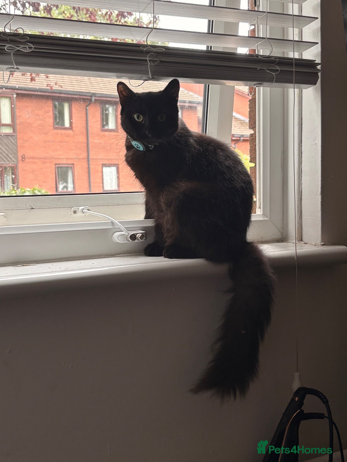 Mixed Breed cats 2 kittens looking for a forever home - Advert 3