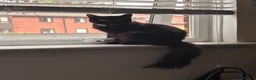 Mixed Breed cats for sale: 2 kittens looking for a forever home in Coventry - Advert 1