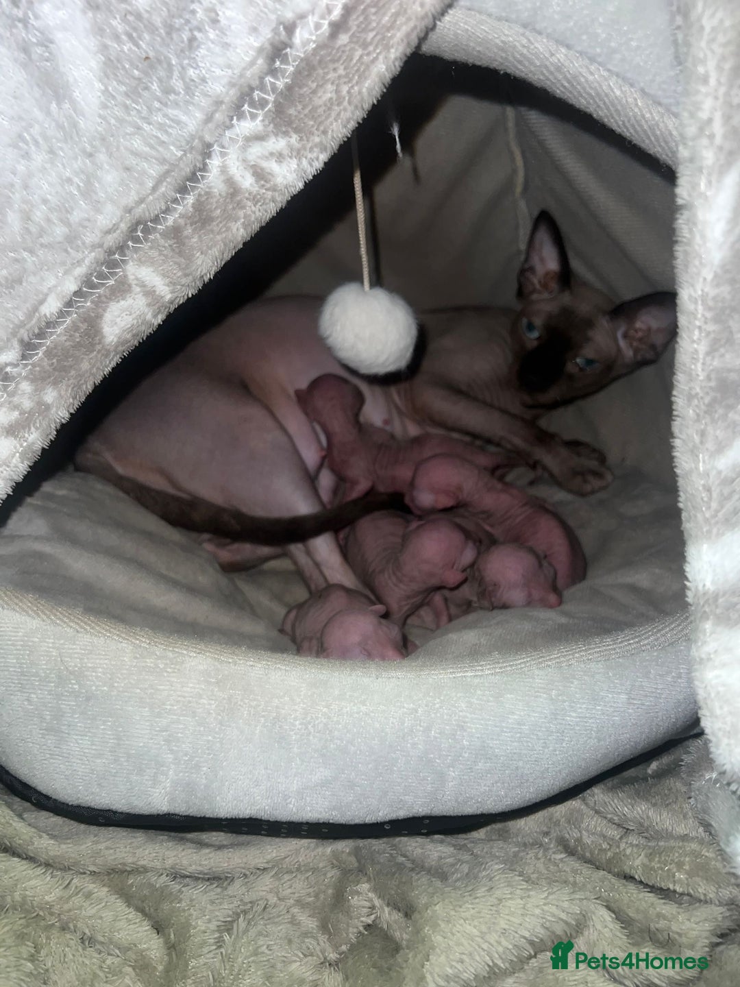 Sphynx cats for sale: Sphynk - Image 14