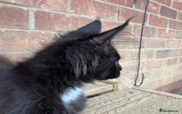 Maine Coon cats for sale: Purr Machines Ready Now - GCCF Reg Maine Coons - Image 15