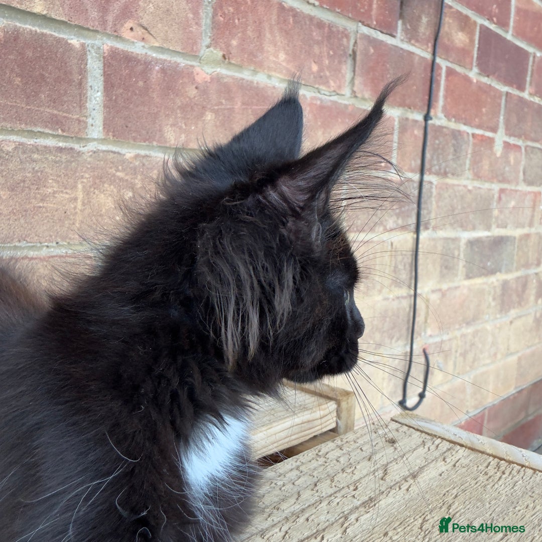 Maine Coon cats for sale: Purr Machines Ready Now - GCCF Reg Maine Coons - Image 15