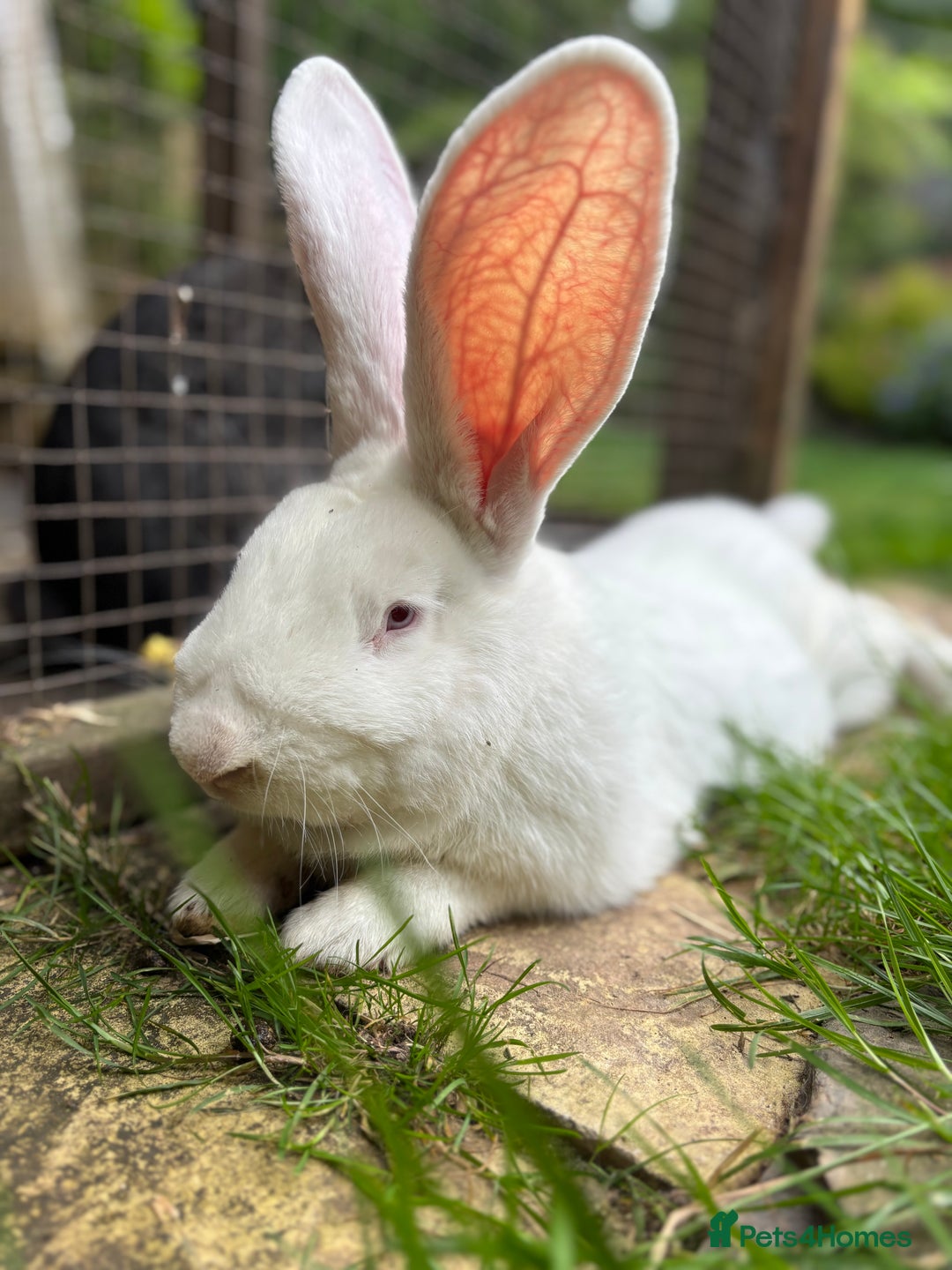 Continental Giant rabbits for sale: Black Continental Giant Rabbits - Image 5