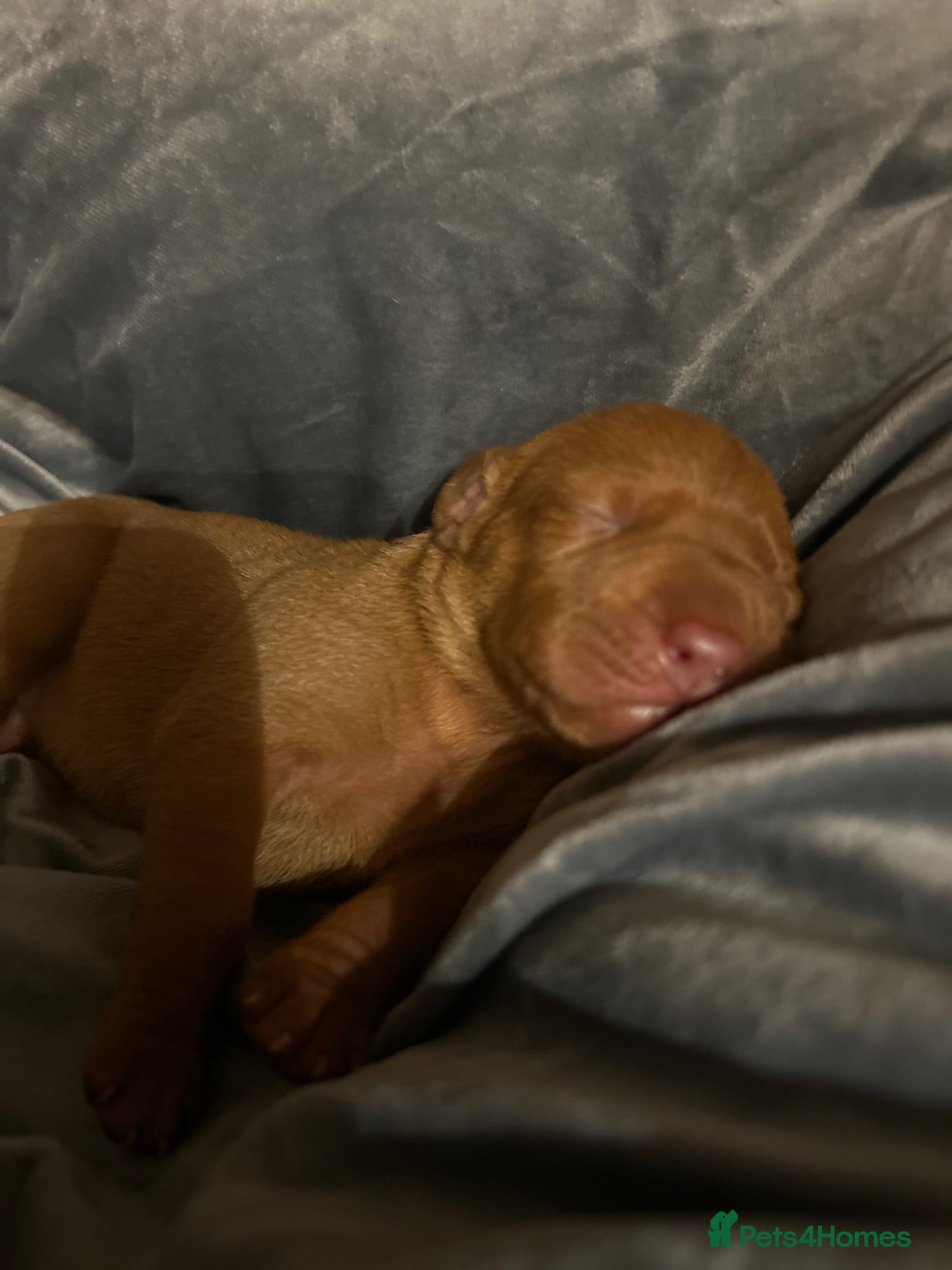 Hungarian Vizsla dogs Beautiful litter.  - Advert 1